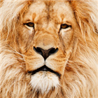 Animal Sounds